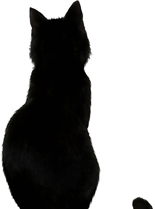 黑猫后背图免抠png透明素材