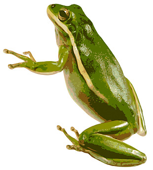 高清绿色青蛙免抠png透明素材
