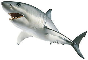 浅灰色露齿鲨鱼免抠png透明素材