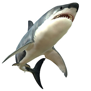 露齿凶猛鲨鱼免抠png透明素材