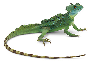 绿色长尾巴的蜥蜴免抠png透明素材