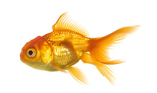 漂亮金鱼侧面图免抠png透明素材