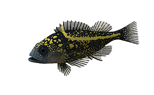 漂亮黑色黄斑鱼免抠png透明素材