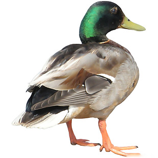 鸭子背面图免抠png透明素材