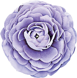 精美手绘紫色牡丹图案