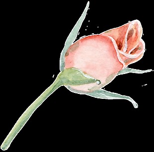 等待盛开玫瑰花透明装饰图案