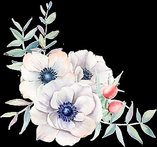 手绘白色茶花透明装饰图案