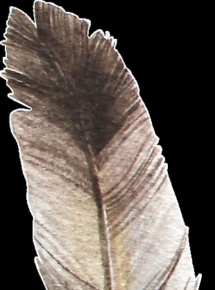 动物羽毛透明装饰图案