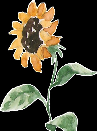 手绘简笔画向日葵装饰图案