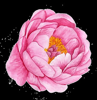 手绘粉色唯美山茶花透明装饰图案(841)