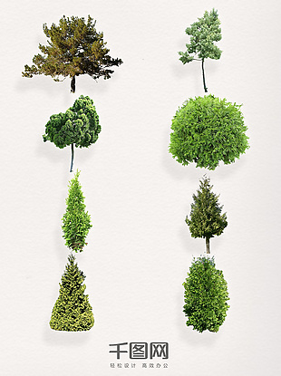 一组嫩绿的松树装饰图案