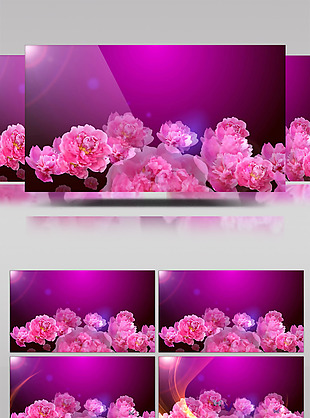 粉红花朵视频素材