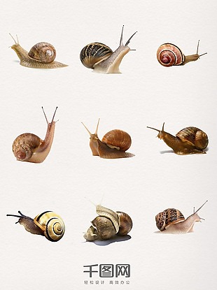 蜗牛装饰设计元素图案