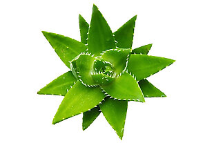 绿色芦荟png元素素材