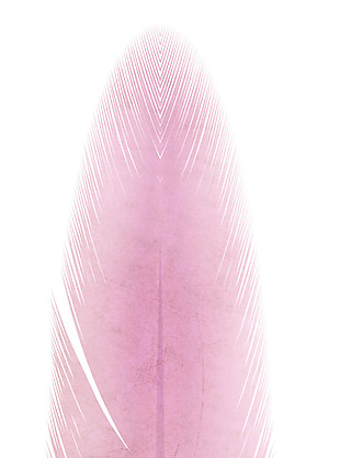 手绘粉色羽毛元素