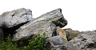 青草假山岩石元素