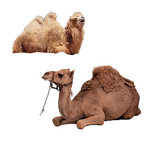 沙漠动物骆驼元素