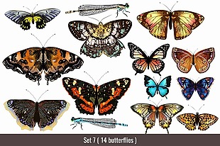唯美彩色的蝴蝶和蜻蜓插画