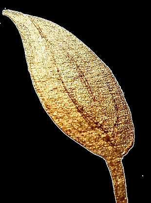 金色植物png透明素材