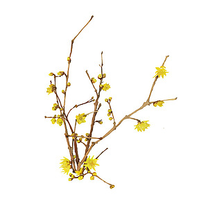 黄色迎春花png元素素材