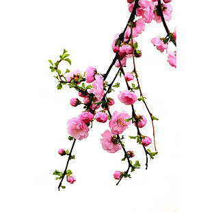 三月桃花花蕾png元素素材