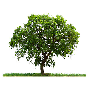 夏季茂盛绿树png元素素材