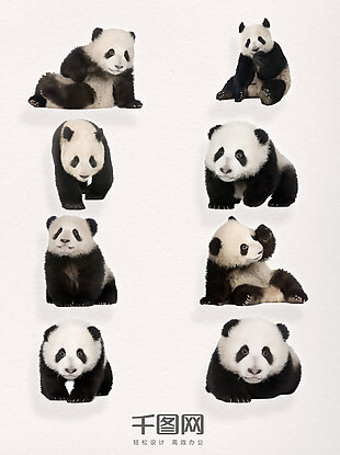 真实熊猫素材装饰元素图案集合