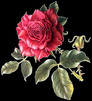 手绘真实水彩玫瑰花png透明素材