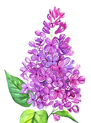 魅力紫花矢量素材
