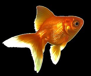 彩绘逼真红色金鱼侧面png透明素材