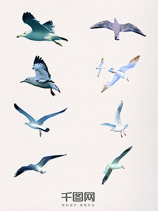 展翅飞翔的海鸥鸟类小鸟