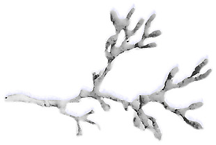 冰冻挂雪树枝png元素素材