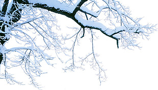 冬季挂雪树枝png元素素材