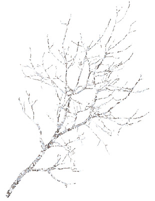 落雪的树枝png元素素材