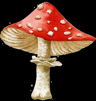 蘑菇卡通透明素材