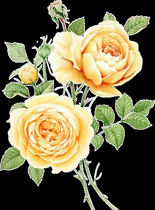 黄色玫瑰花卡通透明素材