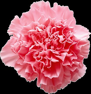粉红色康乃馨png透明素材