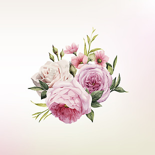 粉色唯美的蔷薇花插画