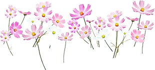 清新粉色花朵元素
