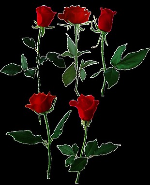 大红玫瑰花透明素材