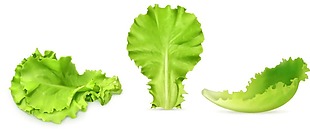 绿色生菜叶子png元素