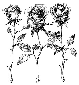 黑白素描玫瑰花植物