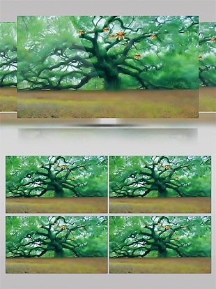 绿色苍天大树高清视频素材