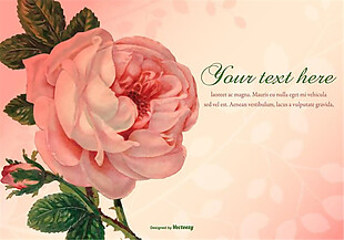 粉色漂亮的玫瑰花邀请函背景
