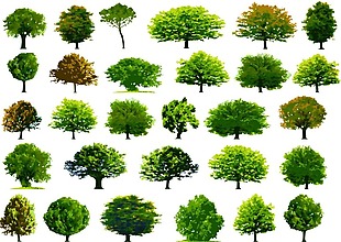 绿色植物大树插画