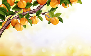 长满杏子的果树