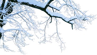 冬季雪花树枝元素