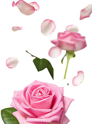 唯美粉色玫瑰花朵图案