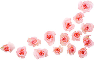粉色玫瑰花朵图案PNG