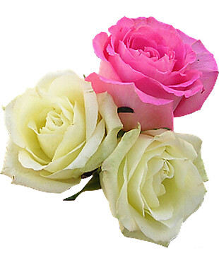 黄粉色玫瑰花朵PNG元素